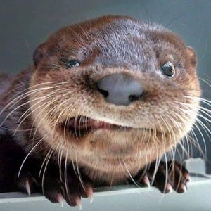 Meet your Posher, Gail